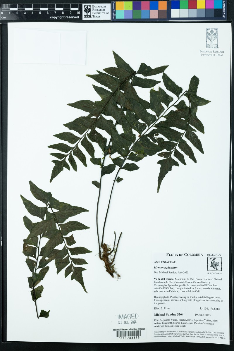 Hymenasplenium volubile photo 6