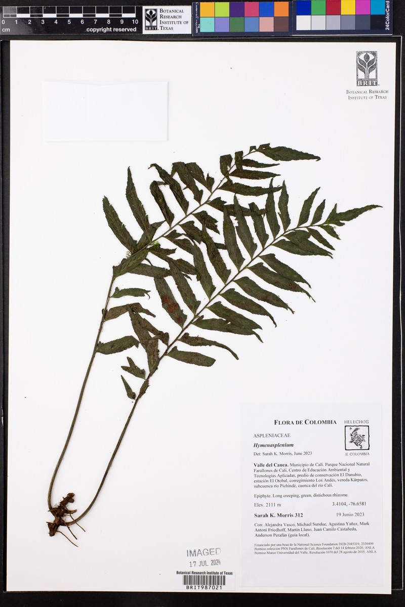 Hymenasplenium volubile photo 7
