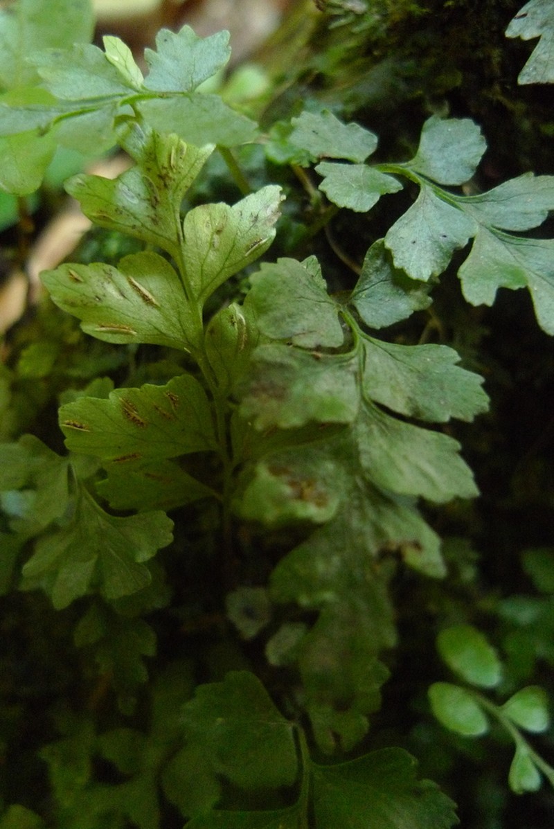 Hymenasplenium wildii