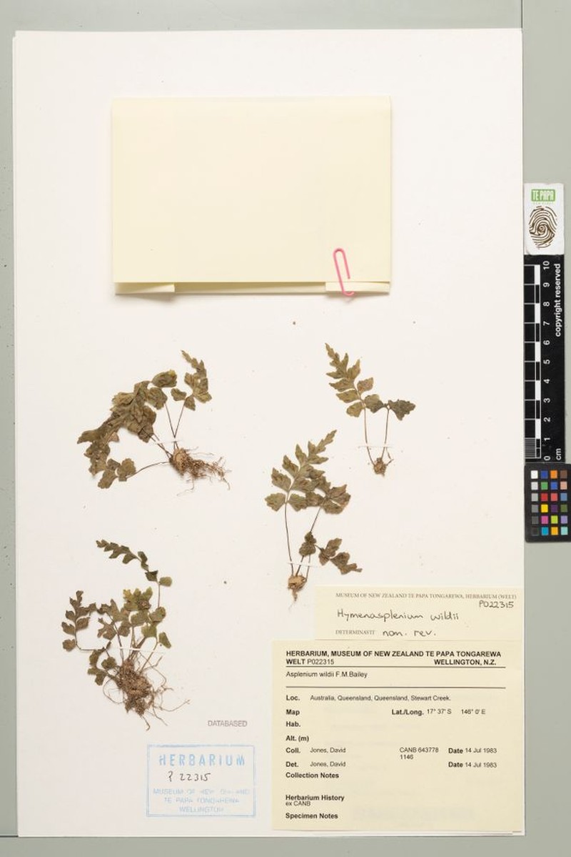 Hymenasplenium wildii photo 2