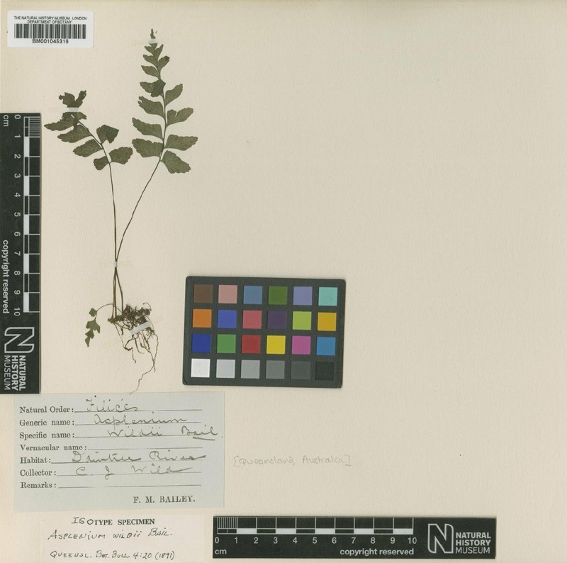 Hymenasplenium wildii photo 3