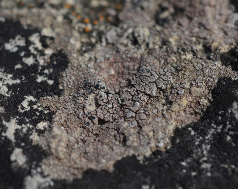 Hymenelia heteromorpha photo 4