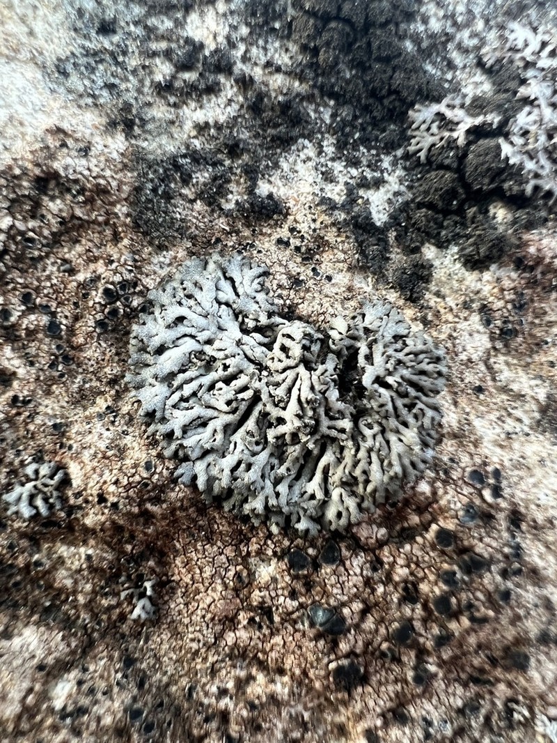 Hymenelia heteromorpha photo 5