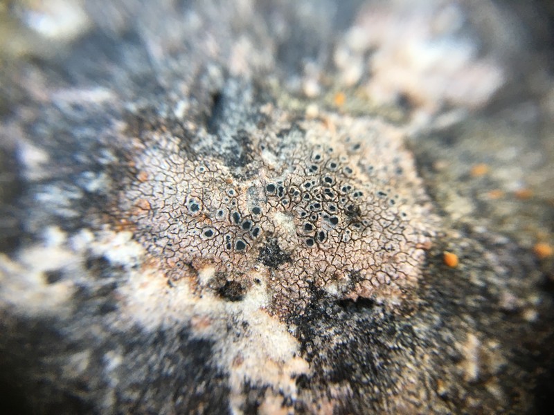 Hymenelia heteromorpha photo 7