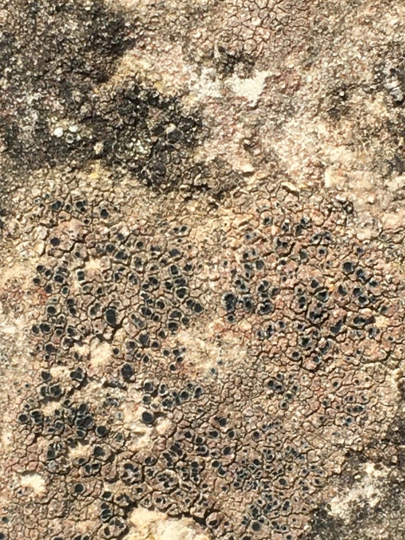Hymenelia heteromorpha photo 8