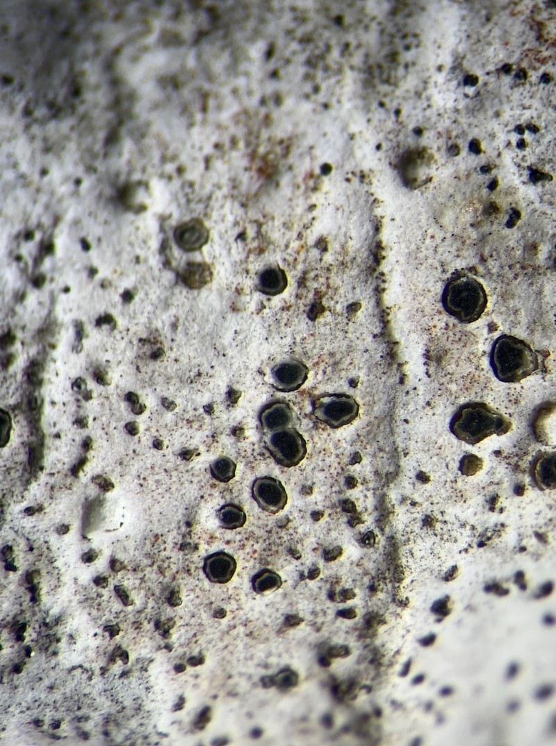 Hymenelia melanocarpa photo 2