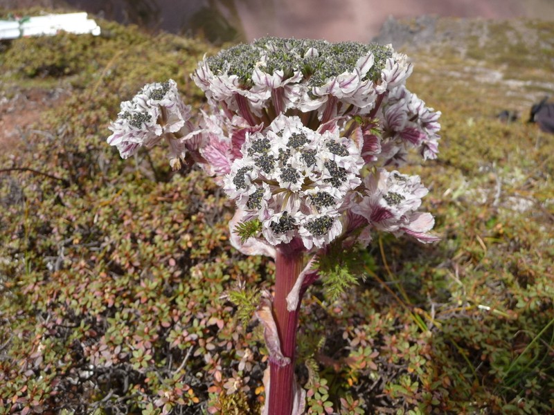 Hymenidium amabile