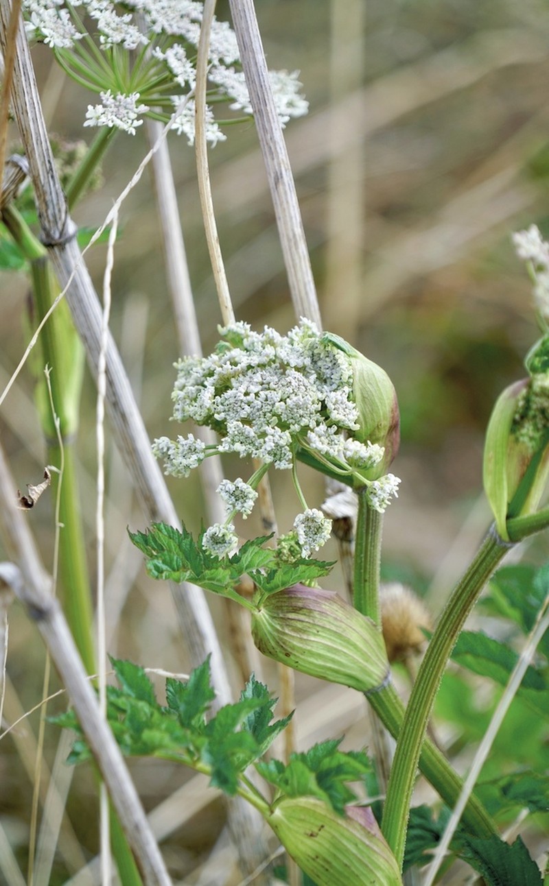 Hymenidium amabile photo 3