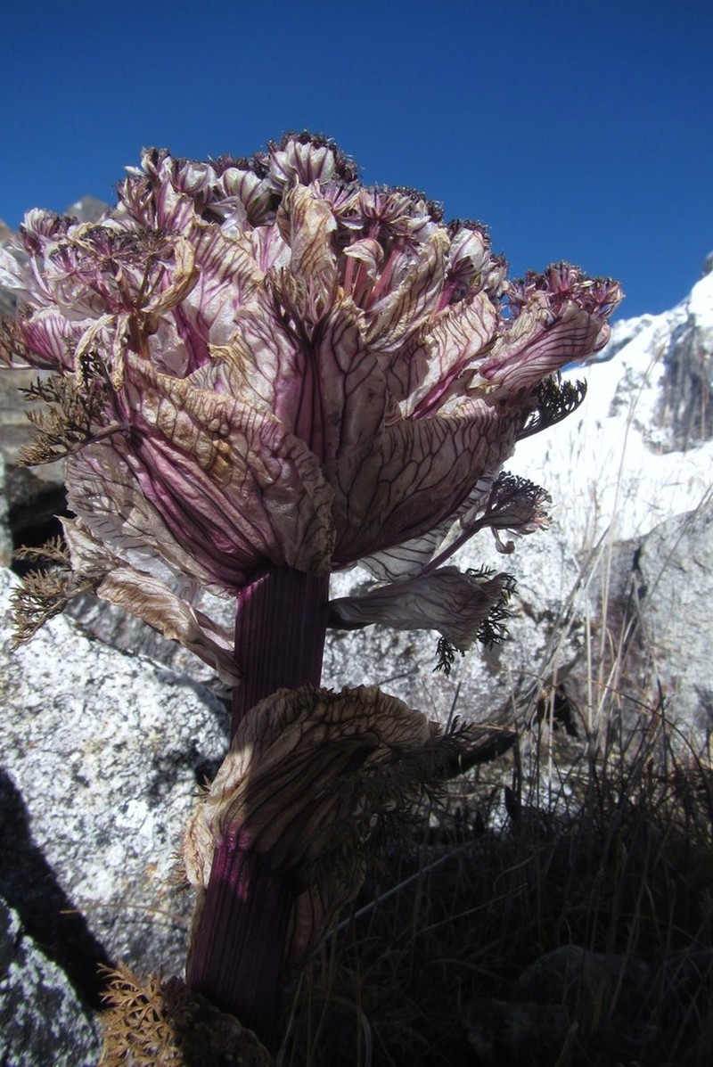 Hymenidium amabile photo 6