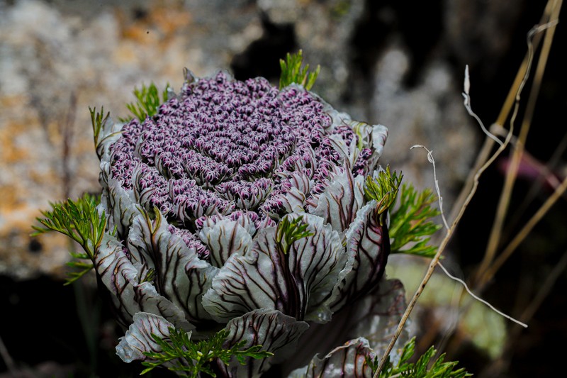 Hymenidium amabile photo 7
