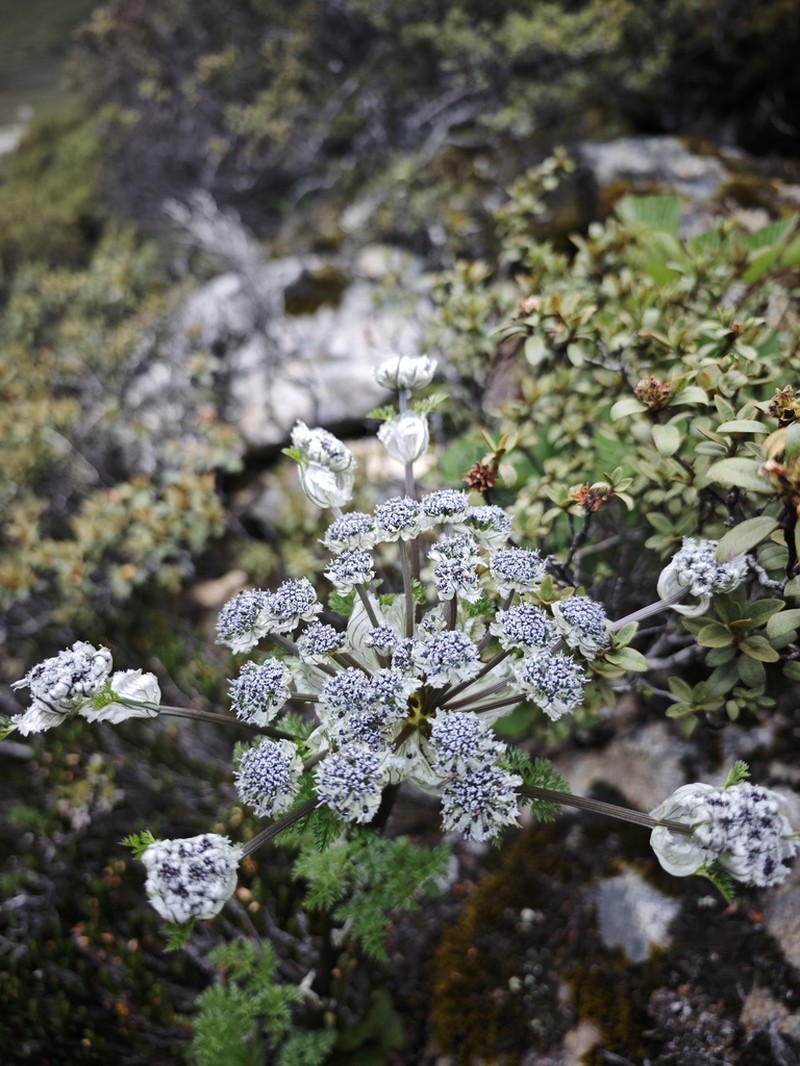 Hymenidium amabile photo 8
