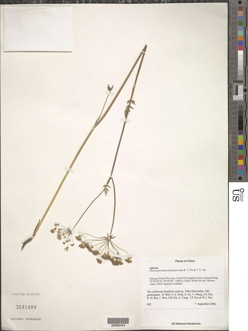 Hymenidium apiolens