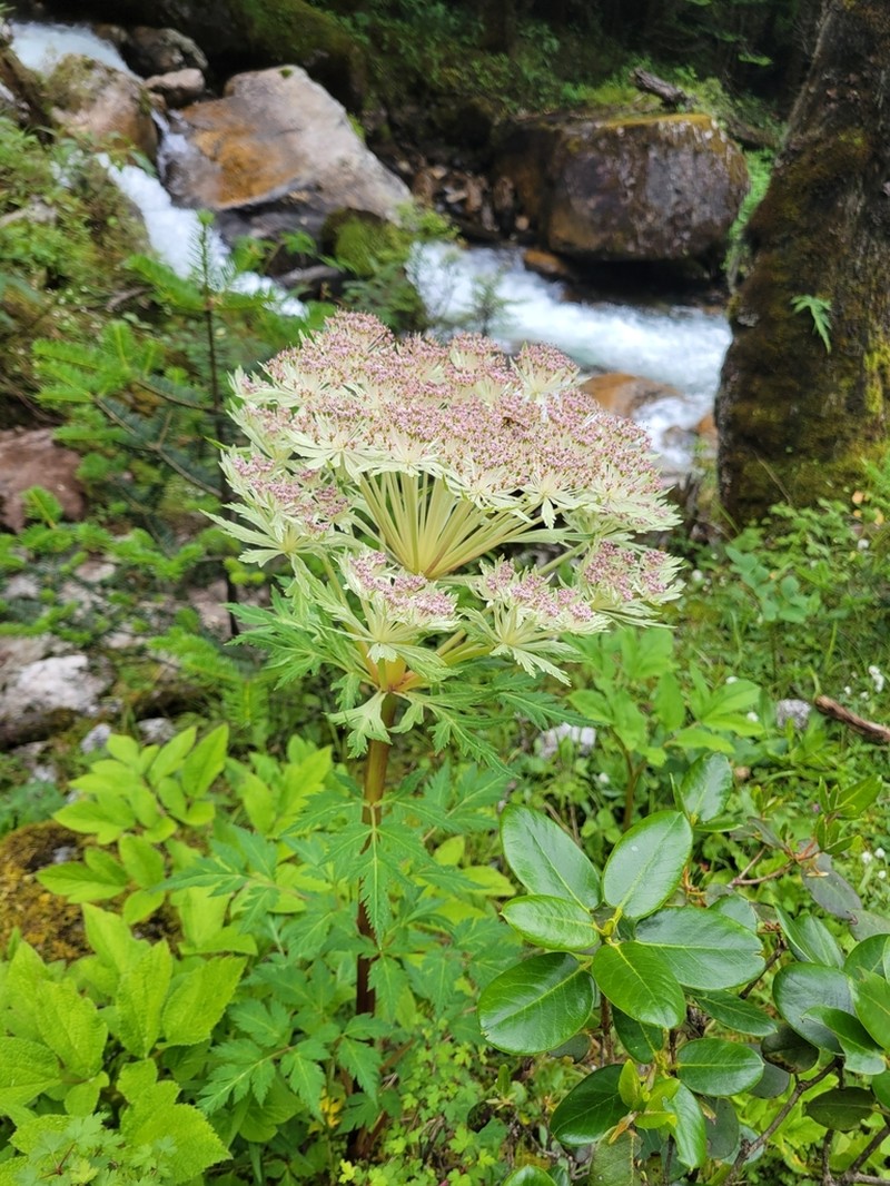 Hymenidium benthamii