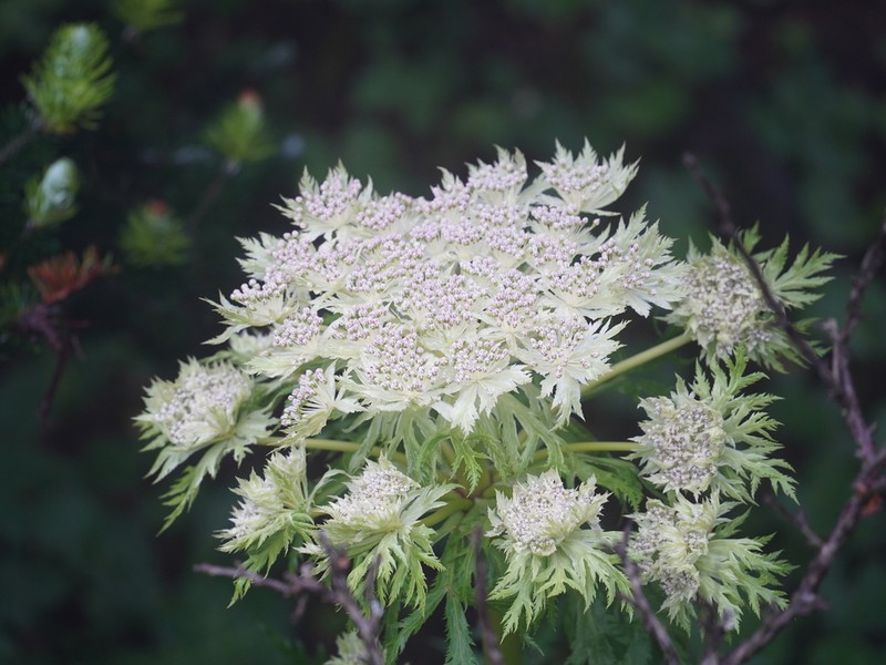 Hymenidium benthamii photo 2