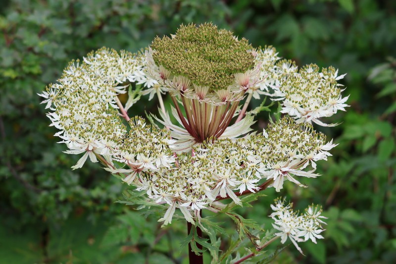 Hymenidium benthamii photo 3