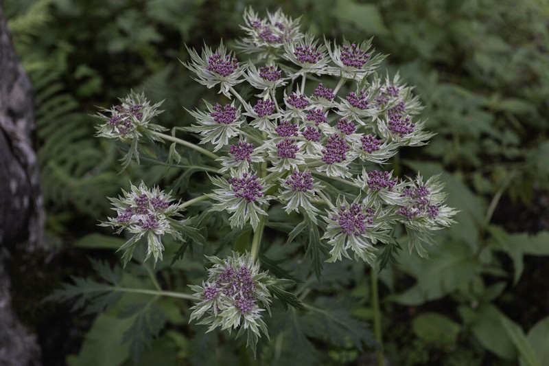 Hymenidium benthamii photo 4