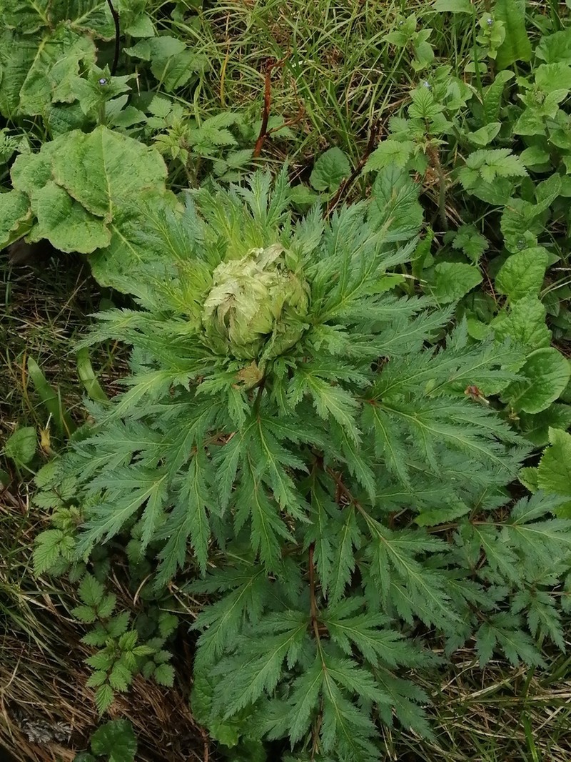 Hymenidium benthamii photo 5