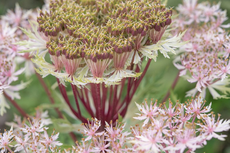 Hymenidium benthamii photo 6