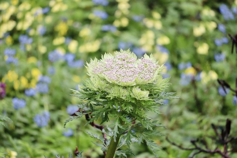 Hymenidium benthamii photo 7