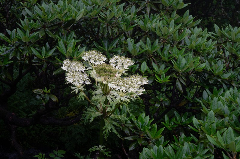 Hymenidium benthamii photo 8
