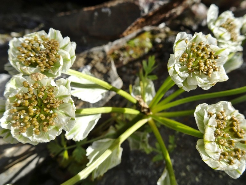 Hymenidium brunonis
