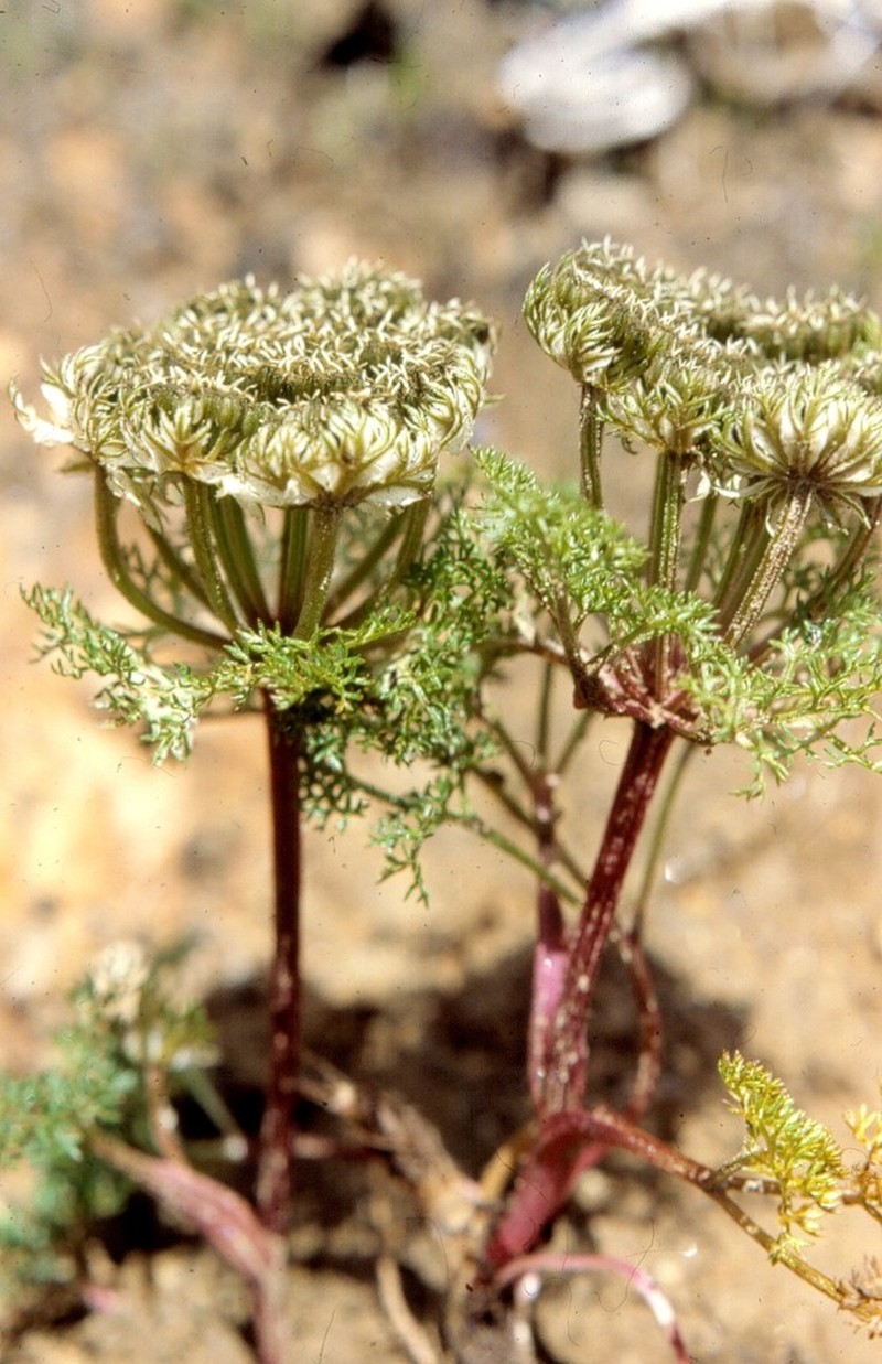 Hymenidium brunonis photo 2