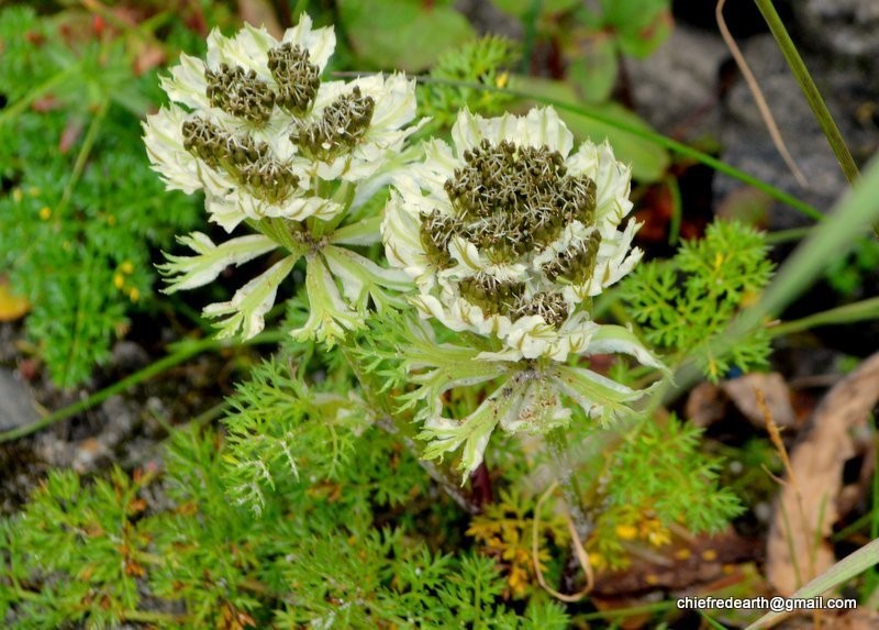 Hymenidium brunonis photo 3