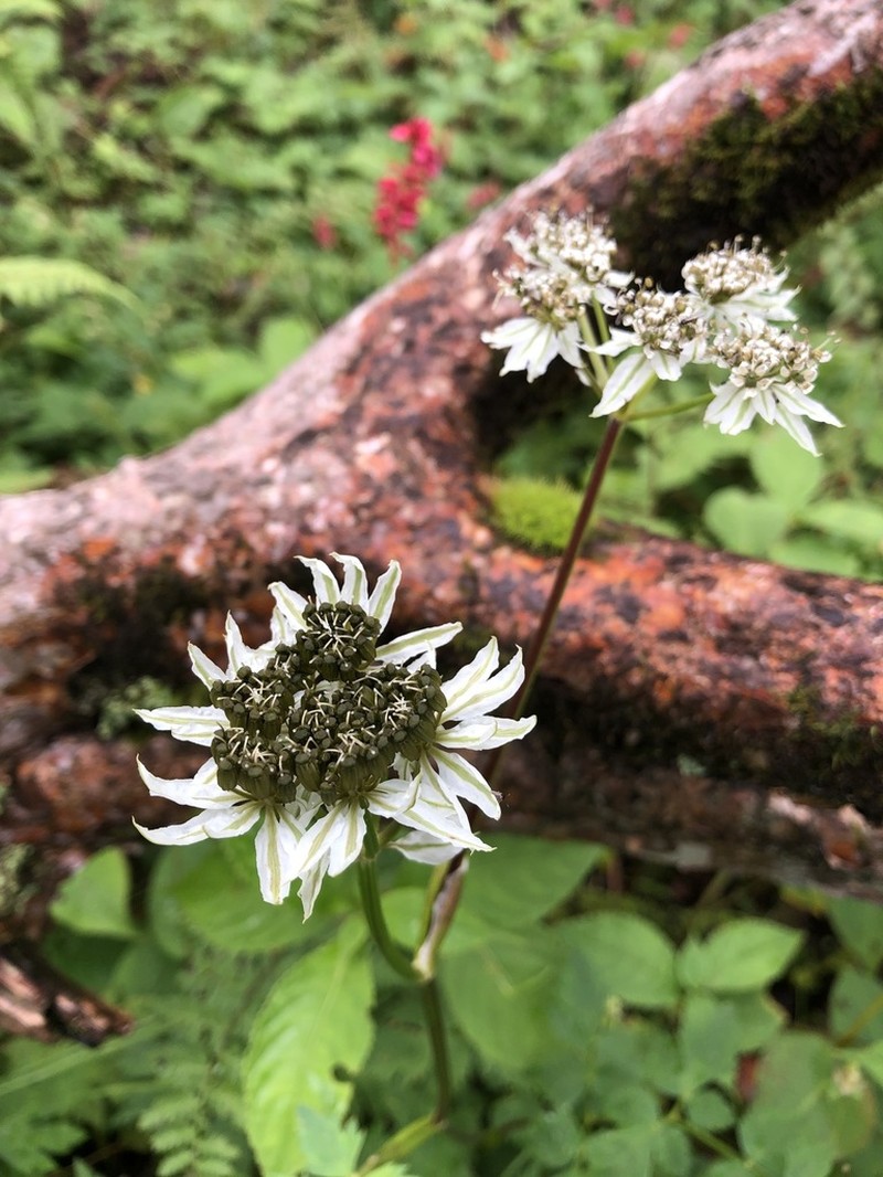 Hymenidium brunonis photo 4