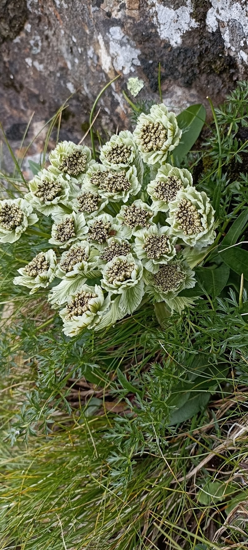 Hymenidium brunonis photo 6