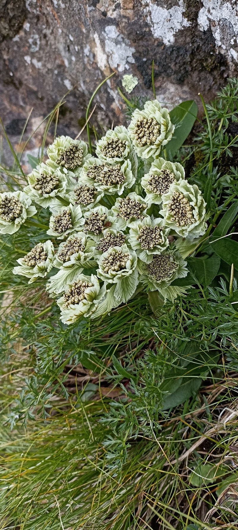 Hymenidium brunonis photo 7