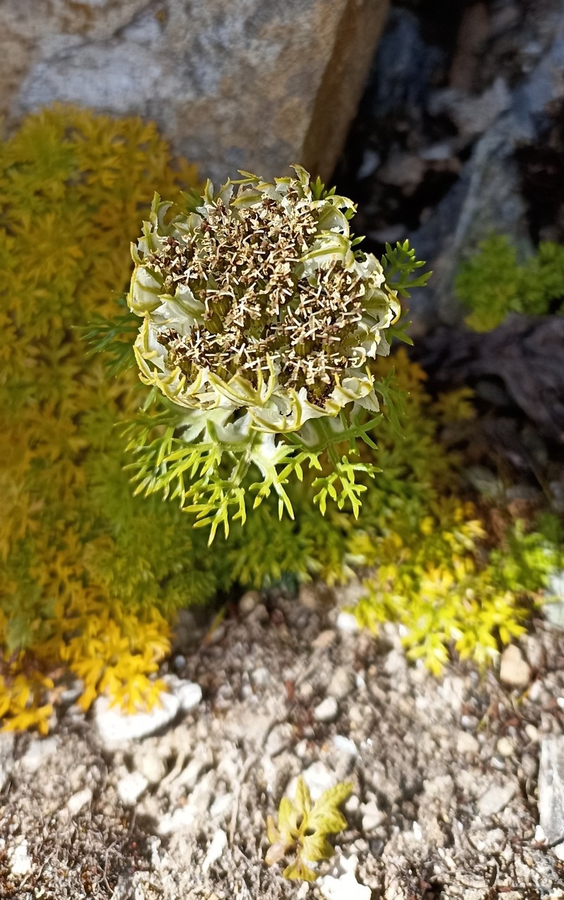 Hymenidium brunonis photo 8