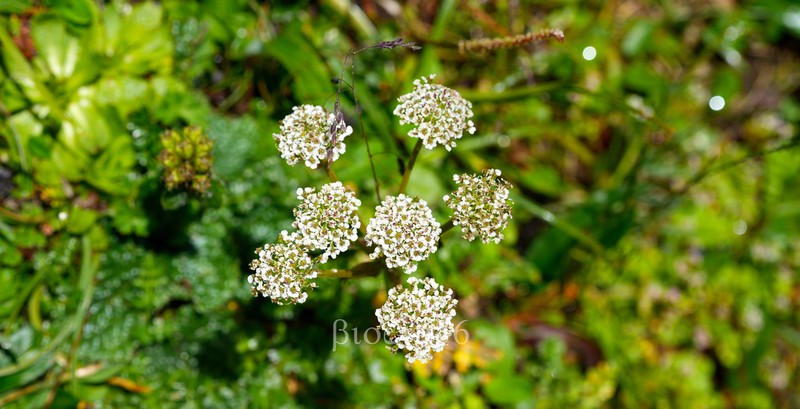 Hymenidium chloroleucum