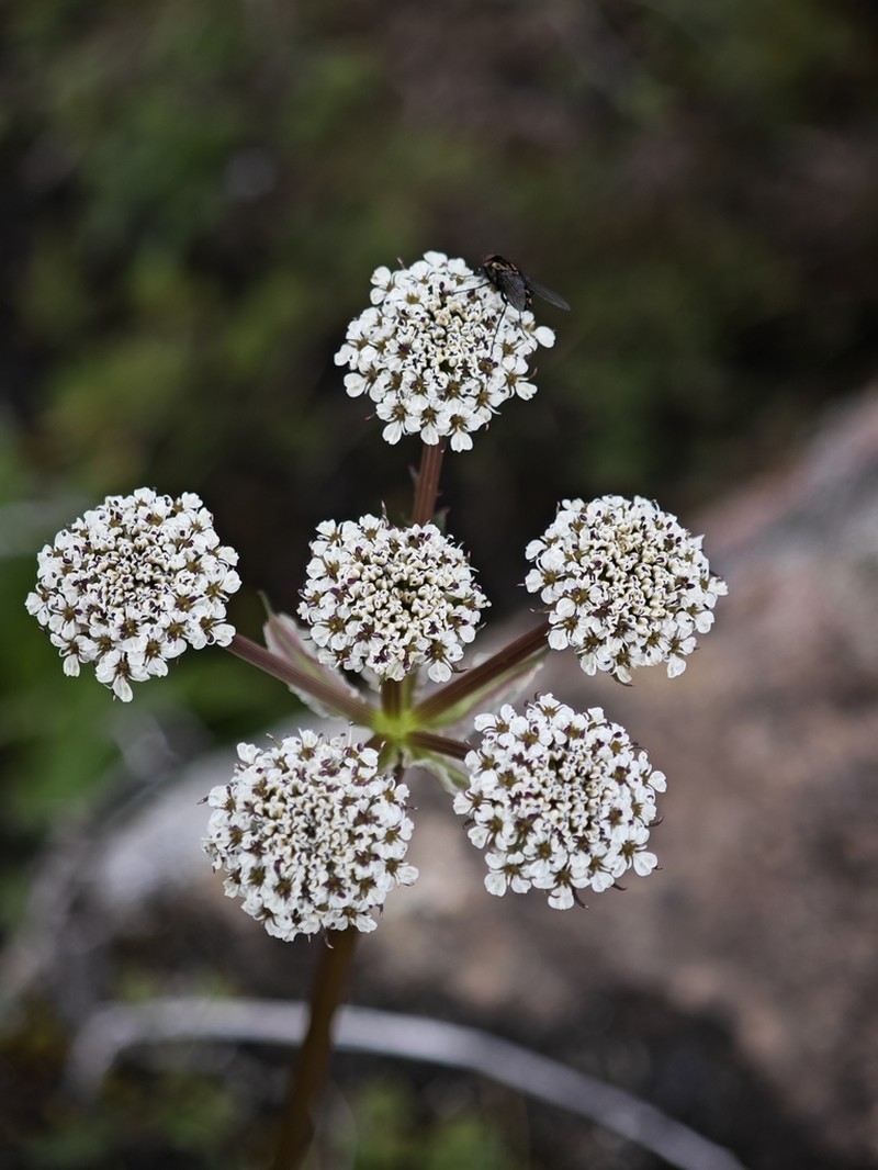 Hymenidium chloroleucum photo 2
