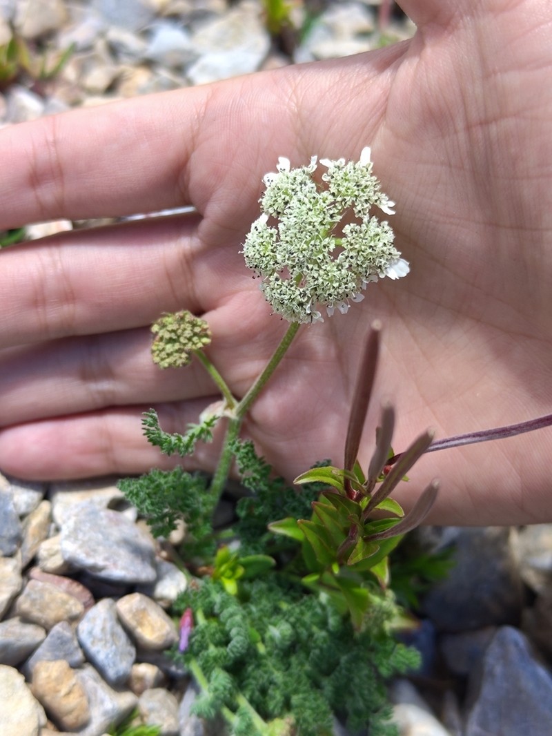 Hymenidium chloroleucum photo 3