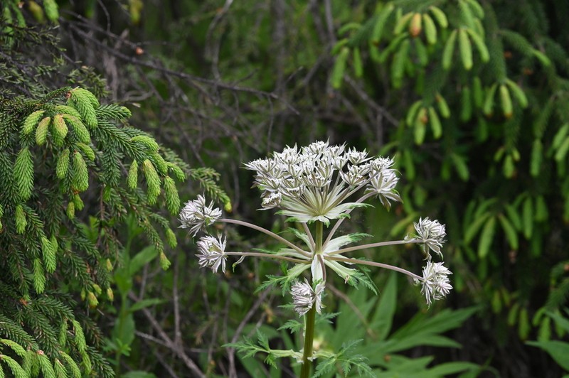 Hymenidium davidii