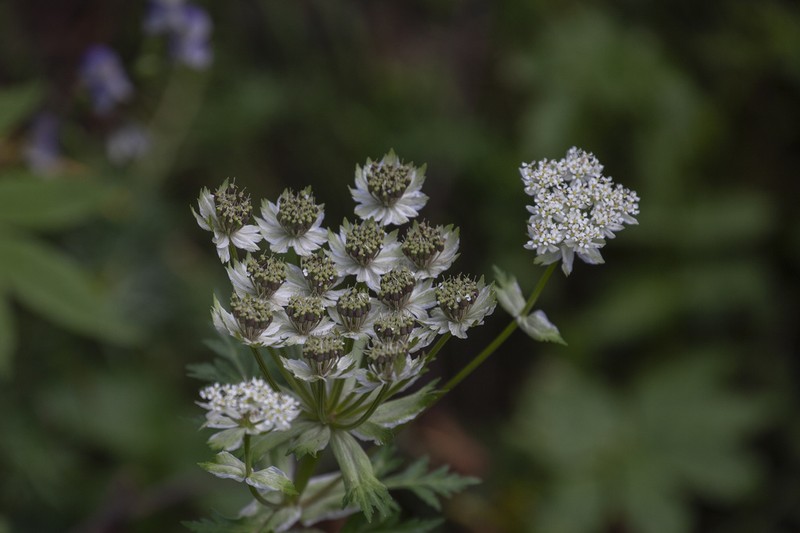 Hymenidium davidii photo 2