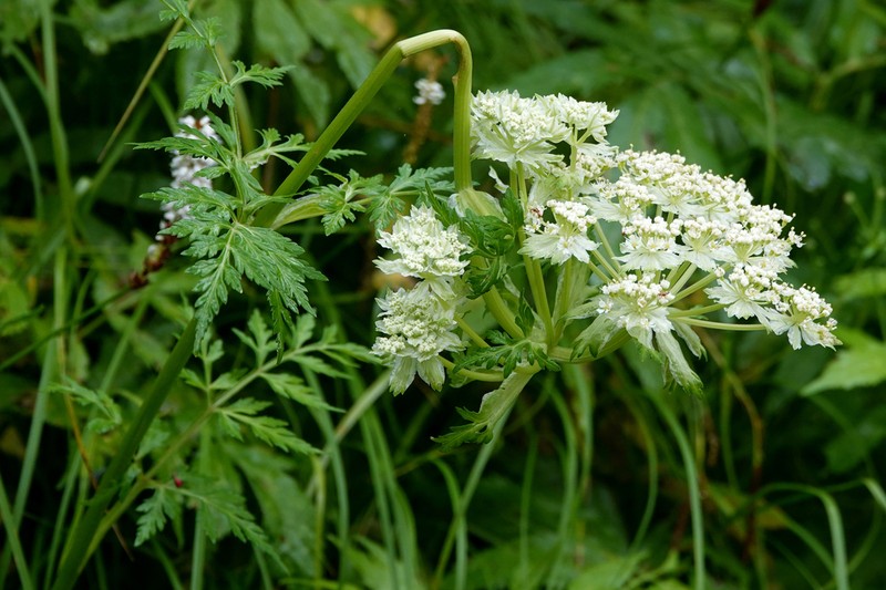 Hymenidium davidii photo 3