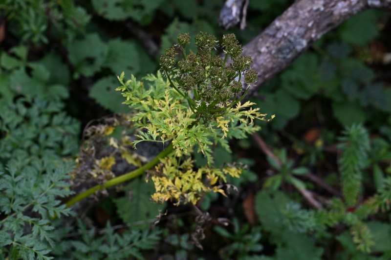Hymenidium davidii photo 4