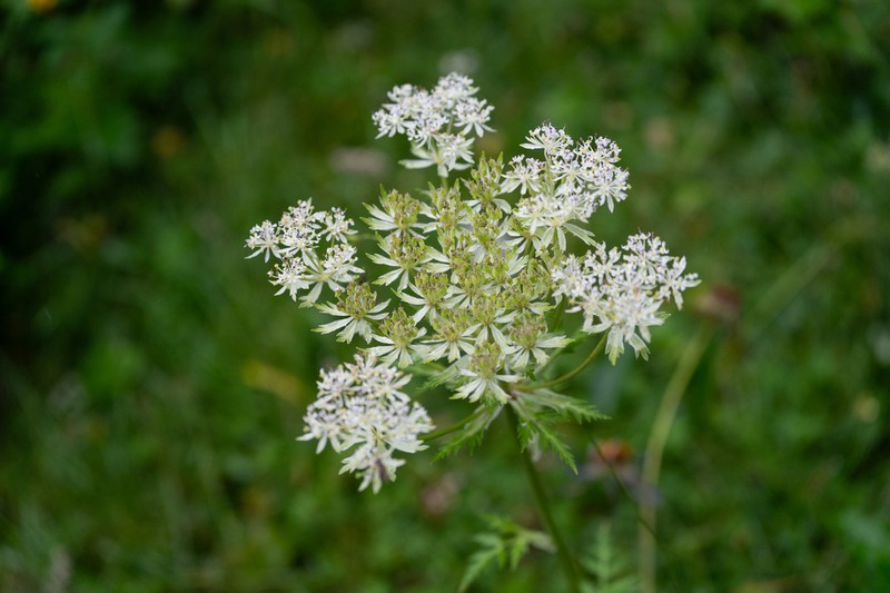 Hymenidium davidii photo 5