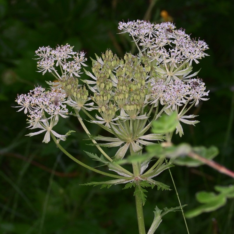 Hymenidium davidii photo 6