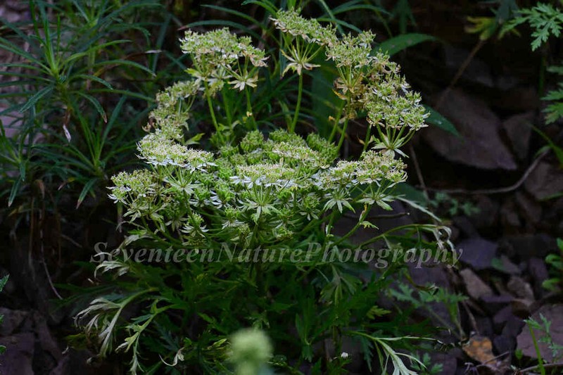 Hymenidium davidii photo 7