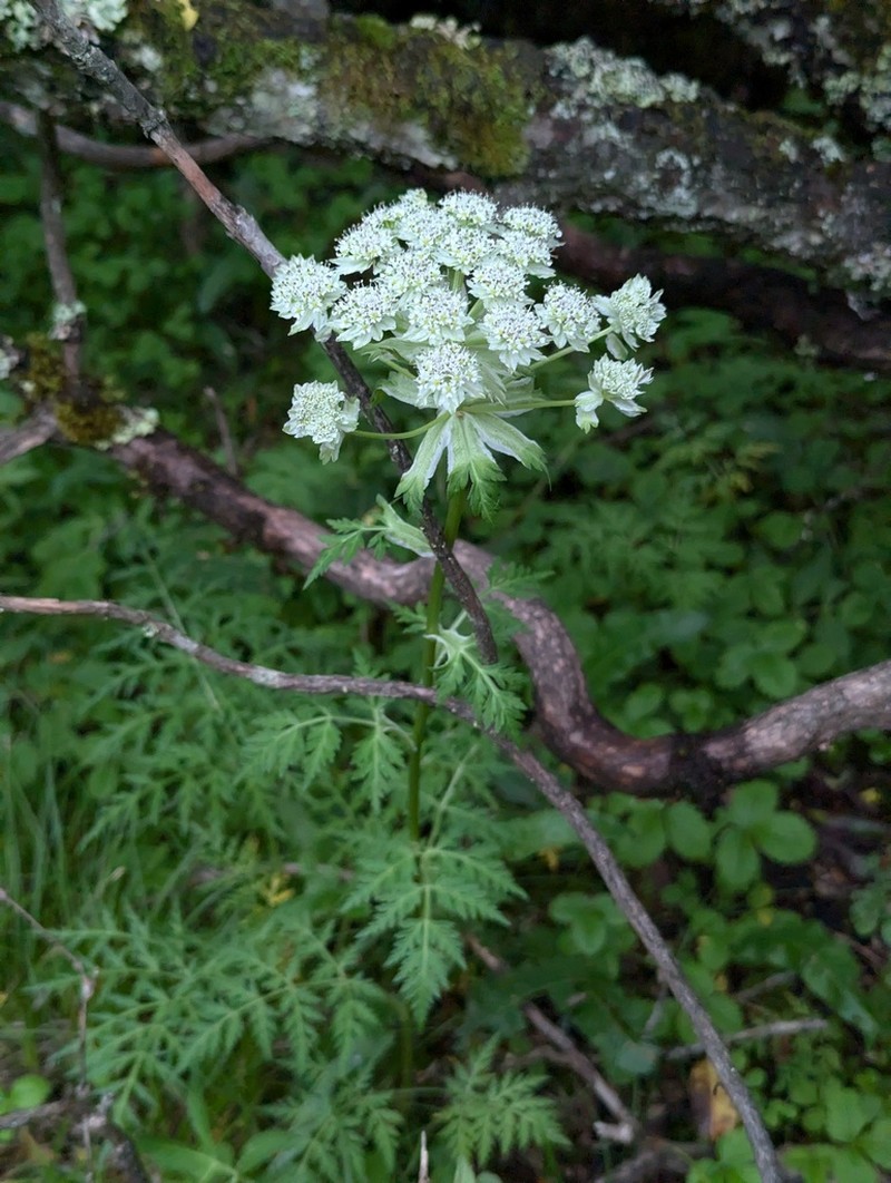 Hymenidium davidii photo 8