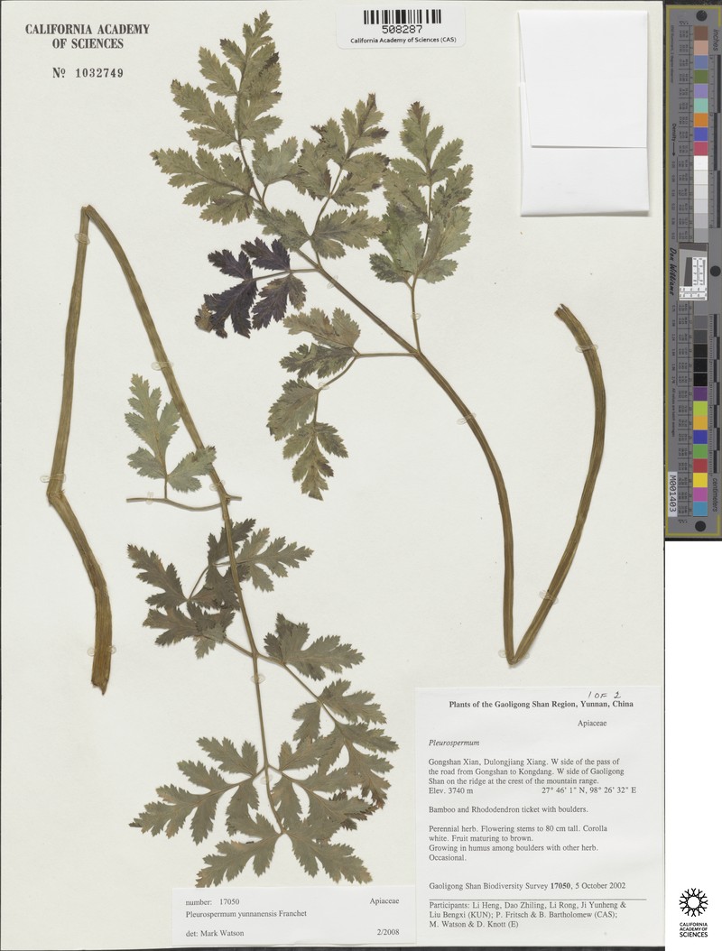 Hymenidium decurrens