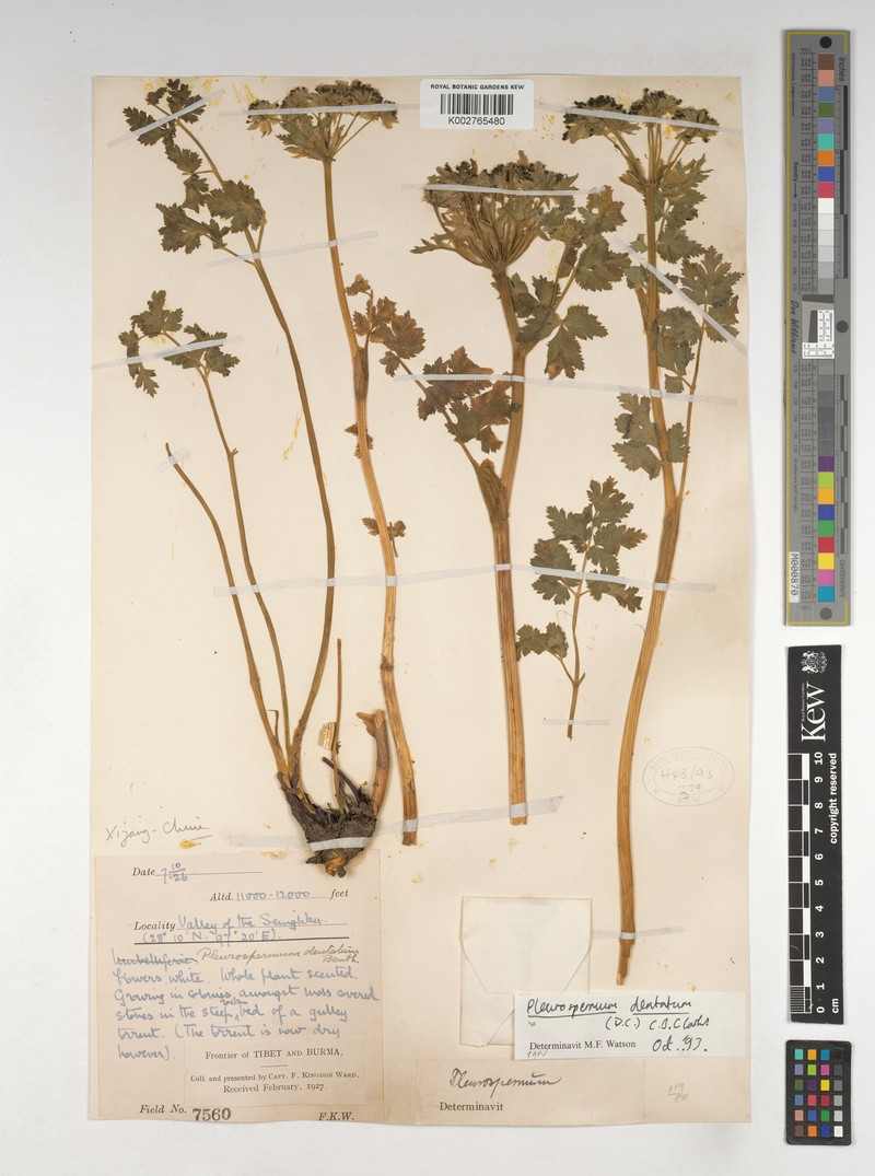 Hymenidium dentatum photo 2