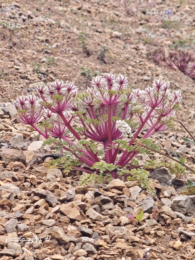 Hymenidium foetens