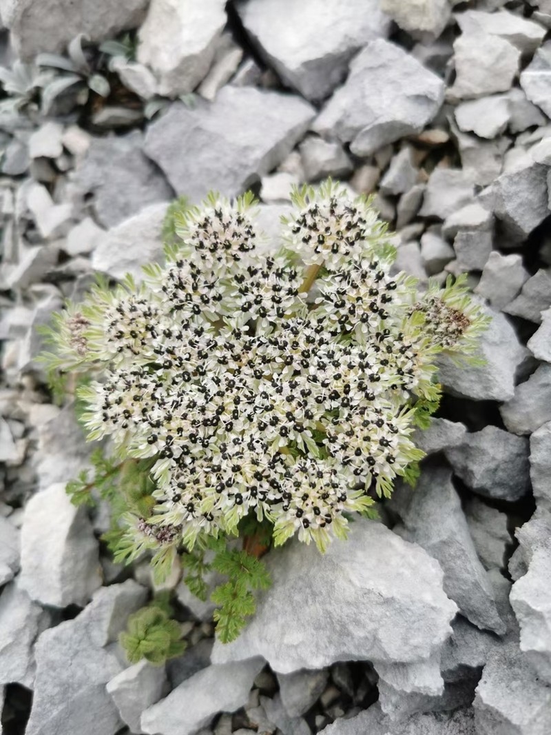 Hymenidium foetens photo 2