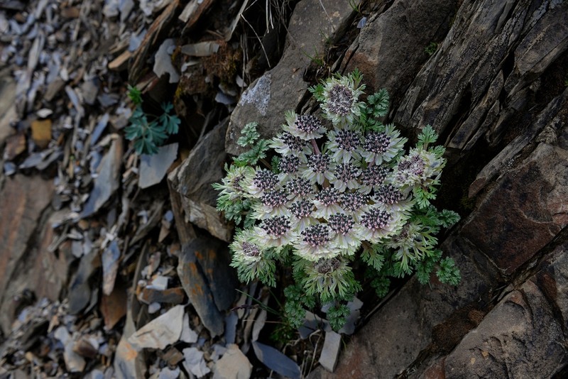 Hymenidium foetens photo 3