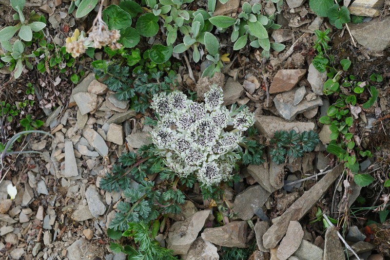 Hymenidium foetens photo 4