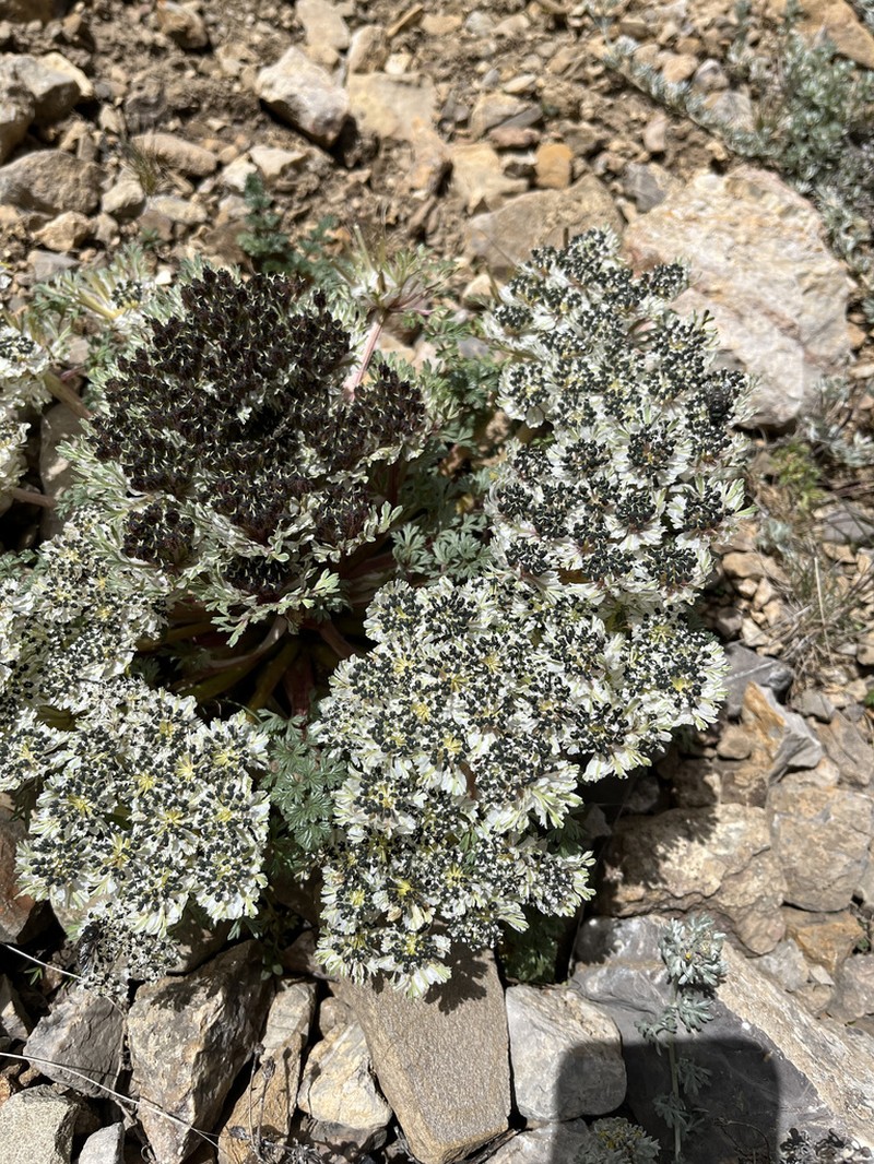 Hymenidium foetens photo 5