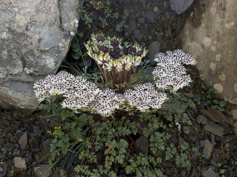 Hymenidium foetens photo 6